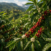 Grüne Kaffeepflanze mit reifen Kaffeekirschen auf einer Plantage und glänzenden Blättern im Sonnenlicht.